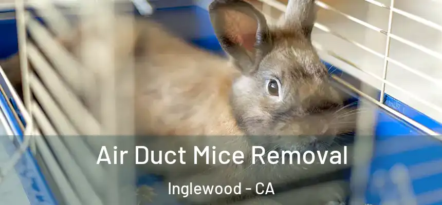 Air Duct Mice Removal Inglewood - CA