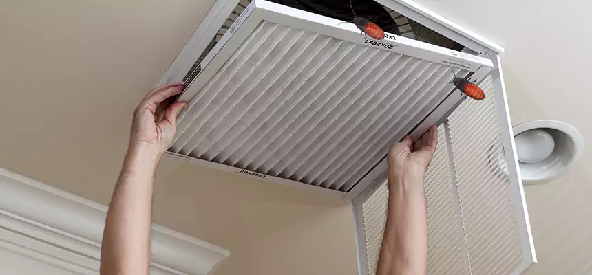 Our Insect Removal from Air Ducts Services in Inglewood, CA